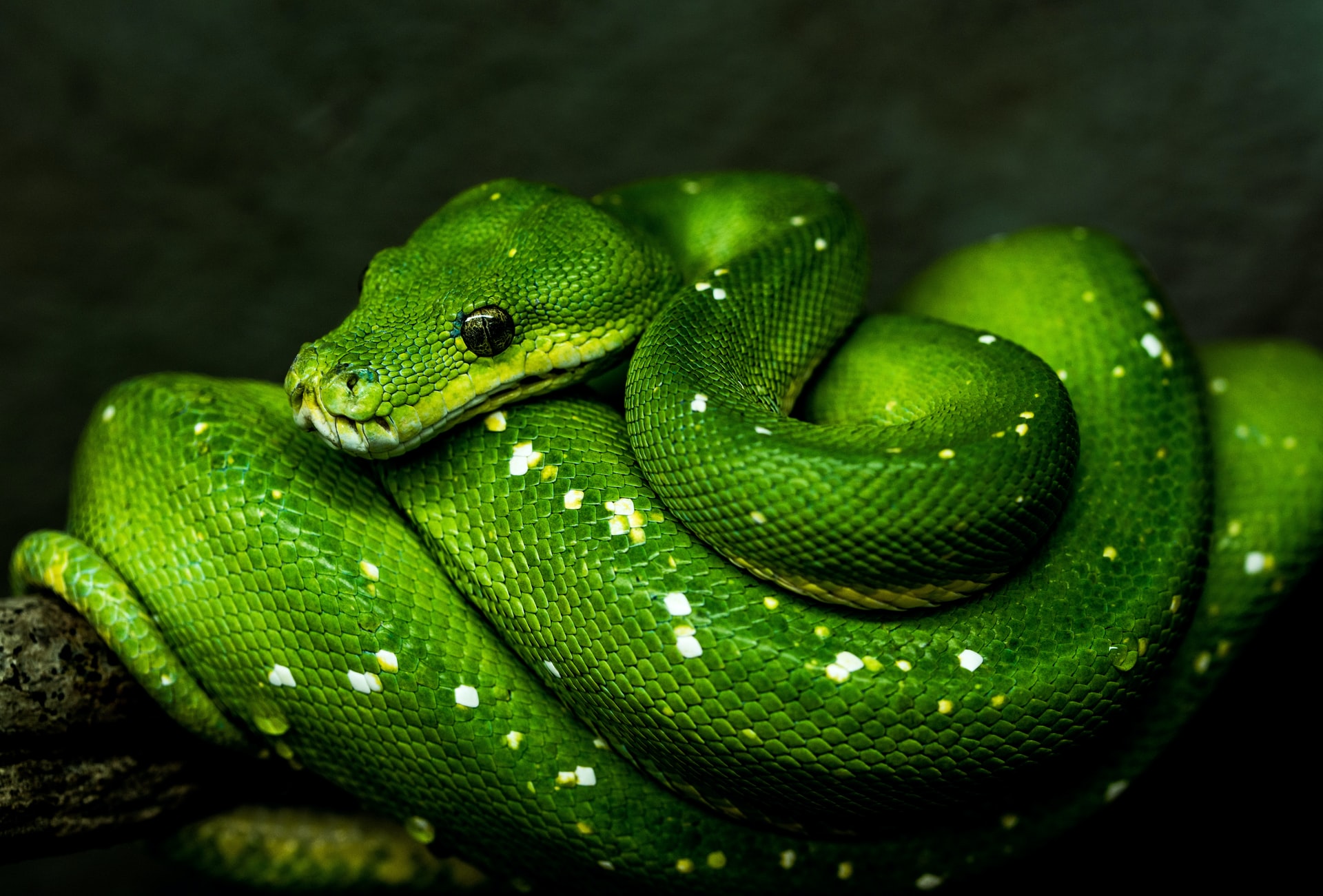 A green tree python.